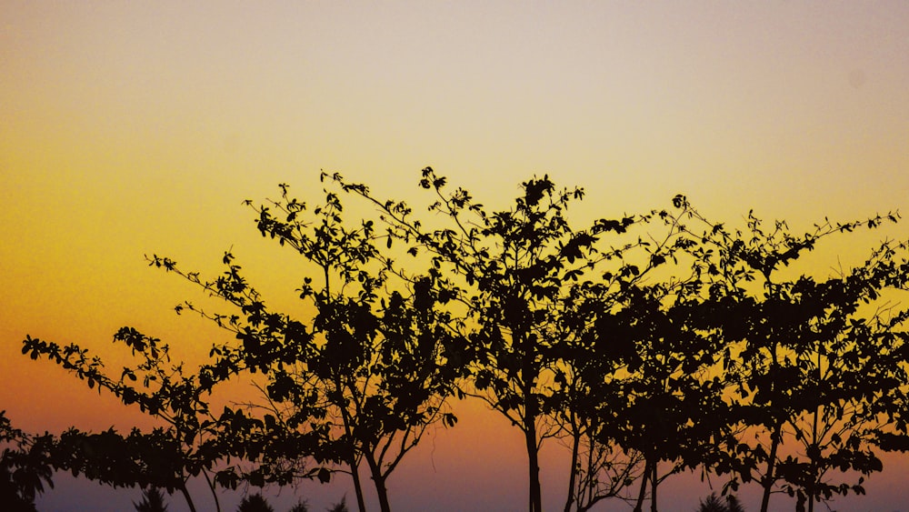 the silhouette of trees against a sunset sky