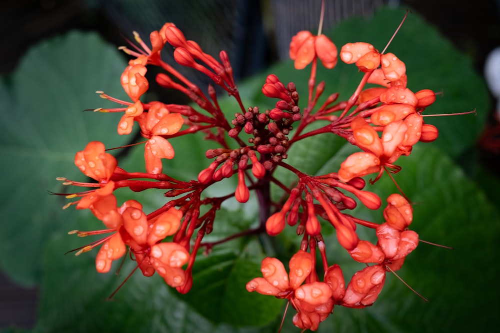 a close up of a red flower with green leaves in the background