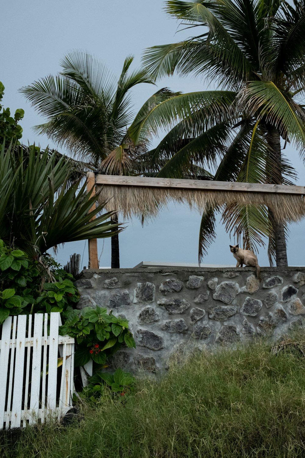 a white chair sitting under a palm tree next to a stone wall