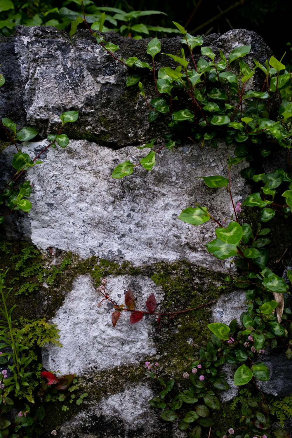 a stone wall covered in moss and plants