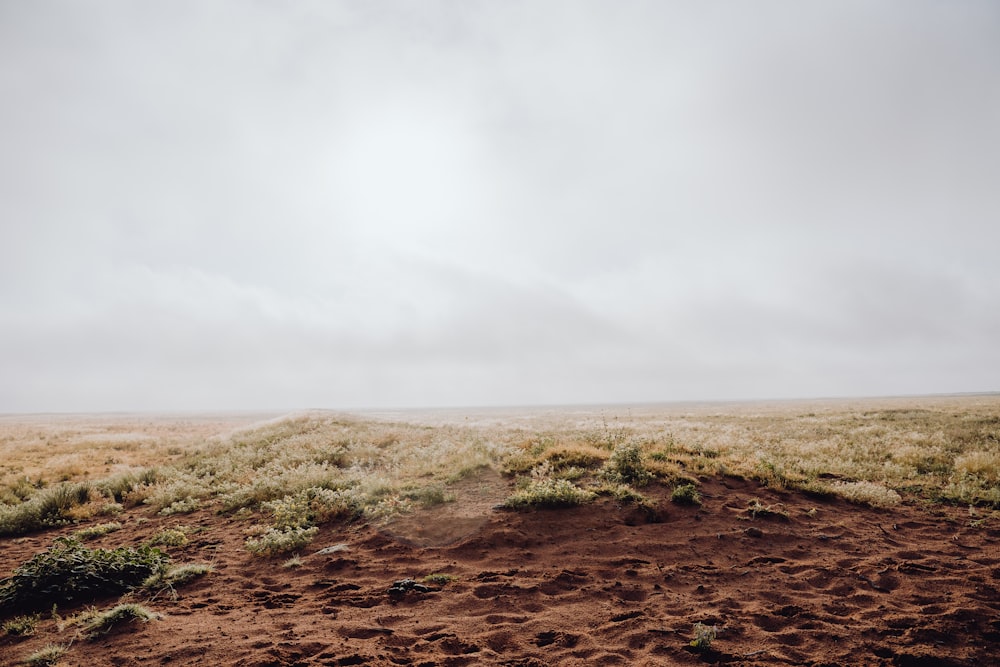 a grassy field with a dirt path in the middle of it