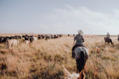 a group of people on horses herding cattle in a field