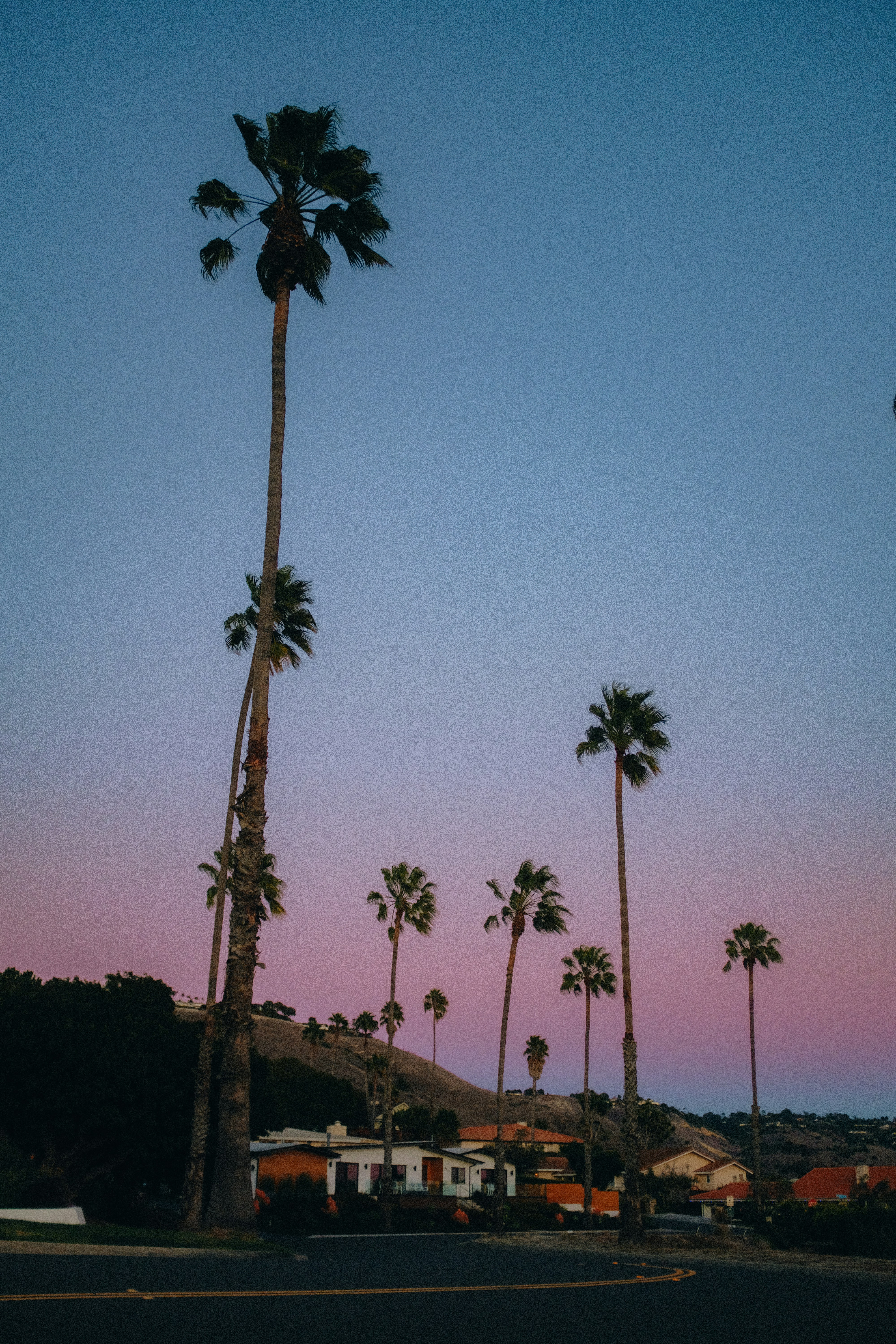 Palm trees lining the road of a residencial area in Rancho Palos Verdes, CA. In the background there is a pastel blue, pink and orange sky just after sunset behind the hills.