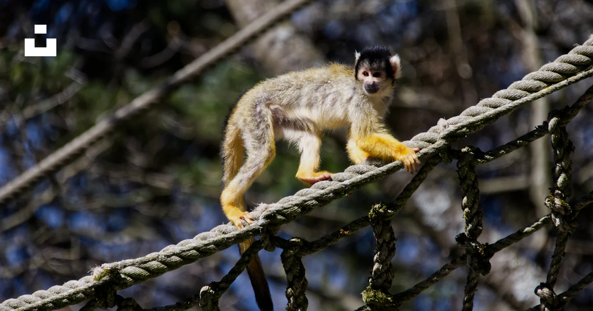 Monkey Rope Bridge A small monkey walking across a rope bridge photo – Free Monkey Image ...