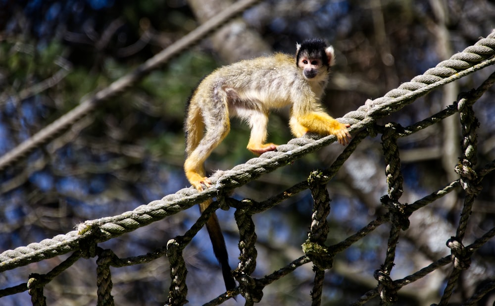a small monkey walking across a rope bridge
