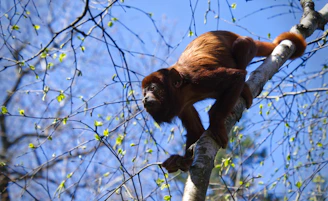 a monkey hanging on to a tree branch