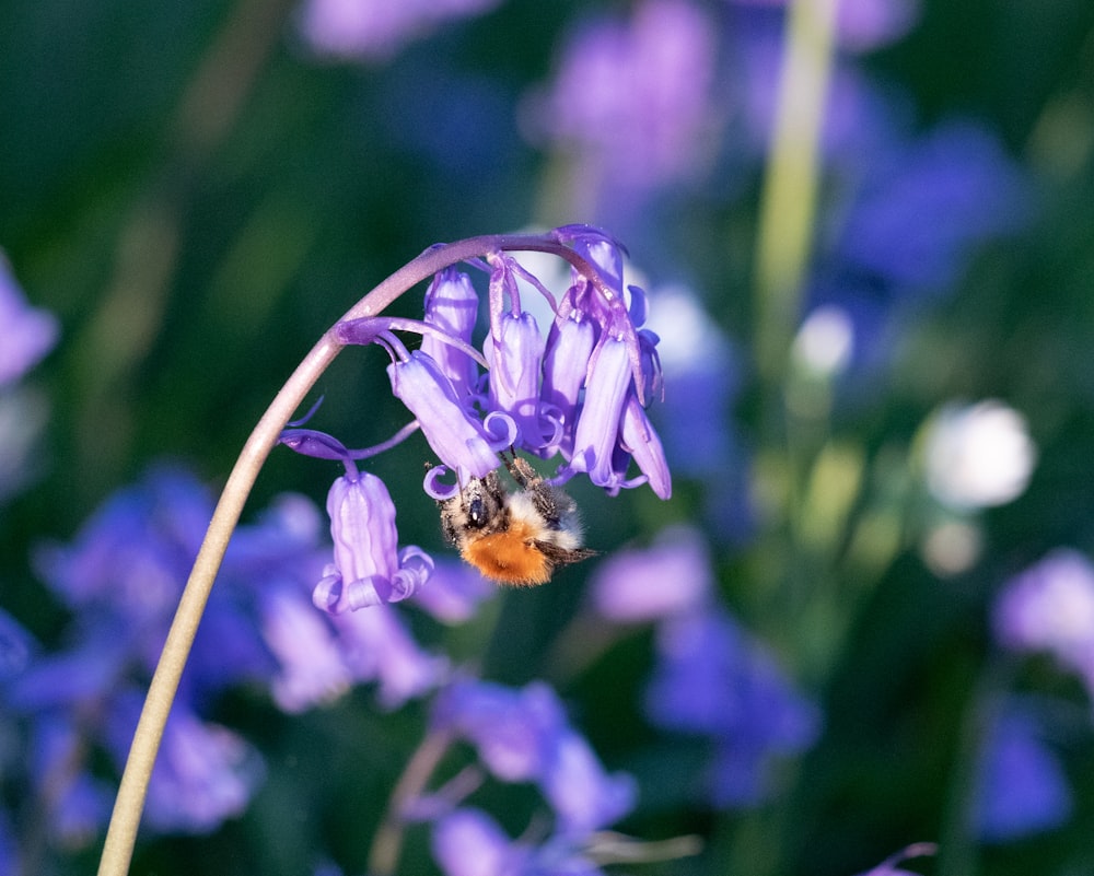 a close up of a flower with a bee on it