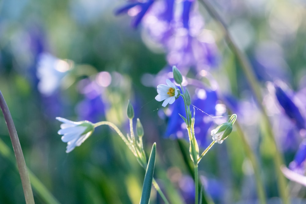 a bunch of blue and white flowers in a field