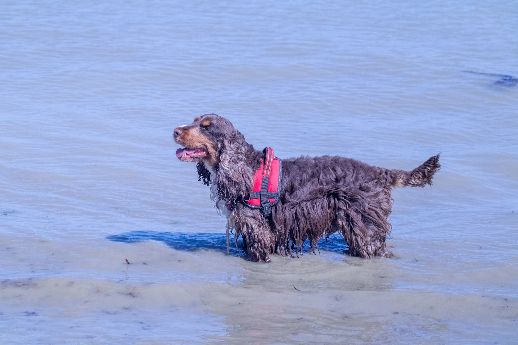 Dog wearing a life jacket while moving through the water