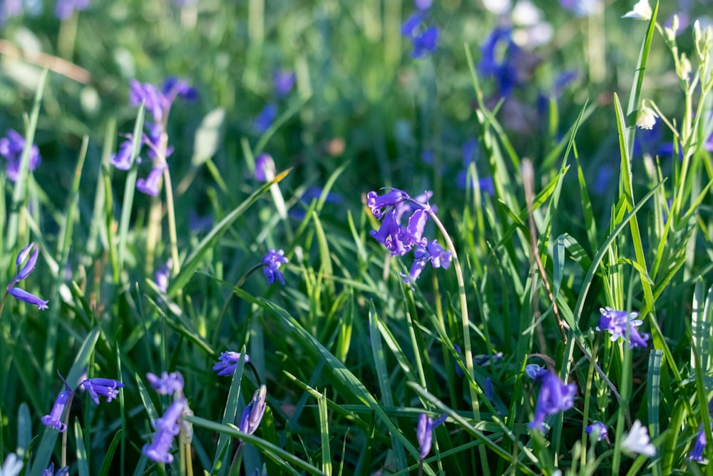 a bunch of purple flowers that are in the grass