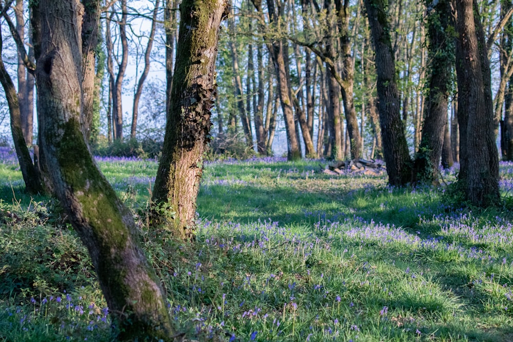 a forest filled with lots of trees and grass