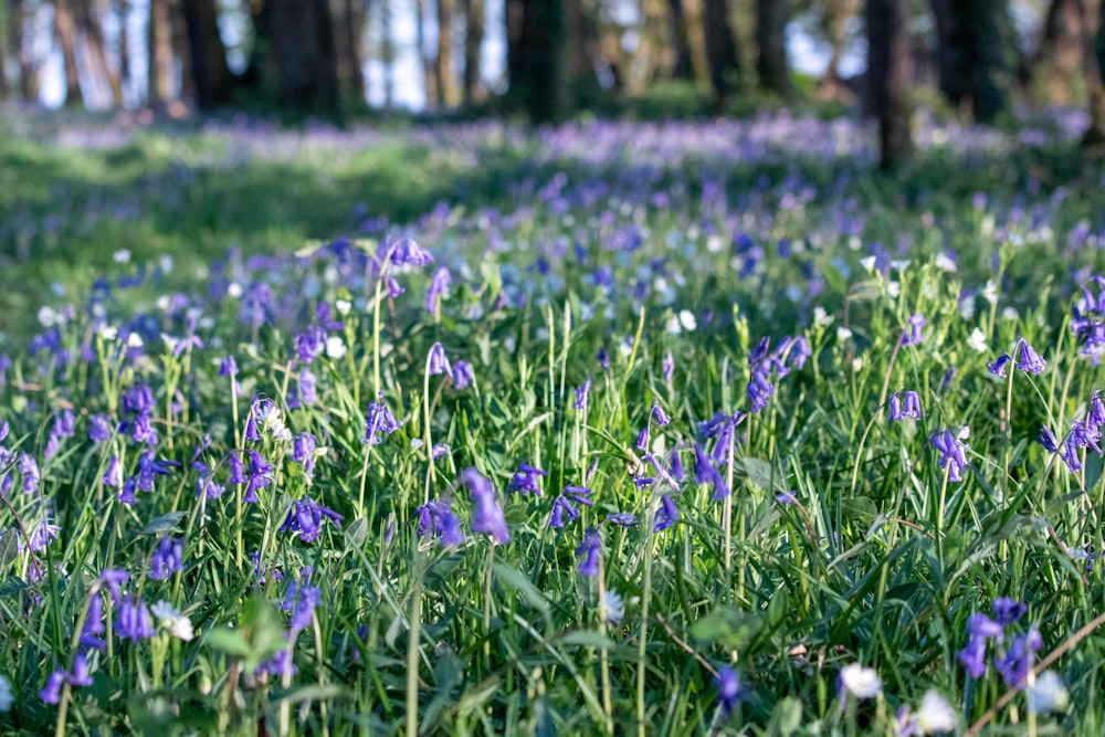 a field full of purple flowers in the middle of a forest