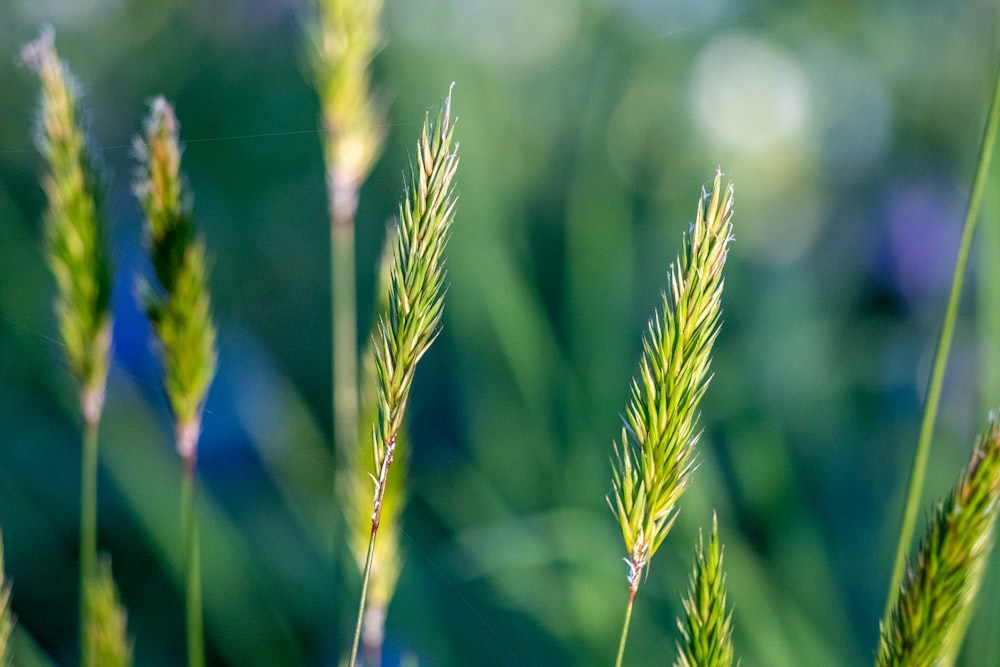 a close up of some grass with a blurry background