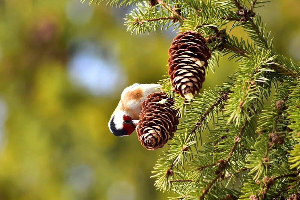 a bird perched on top of a pine tree