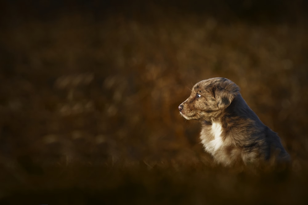 a brown and white dog sitting in a field