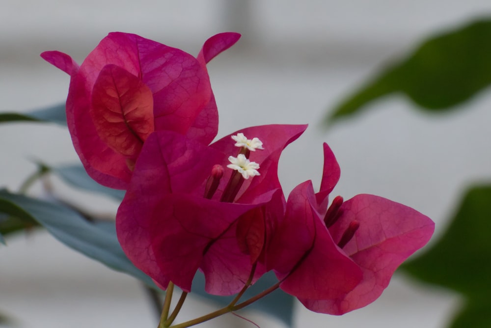 a close up of a pink flower with green leaves