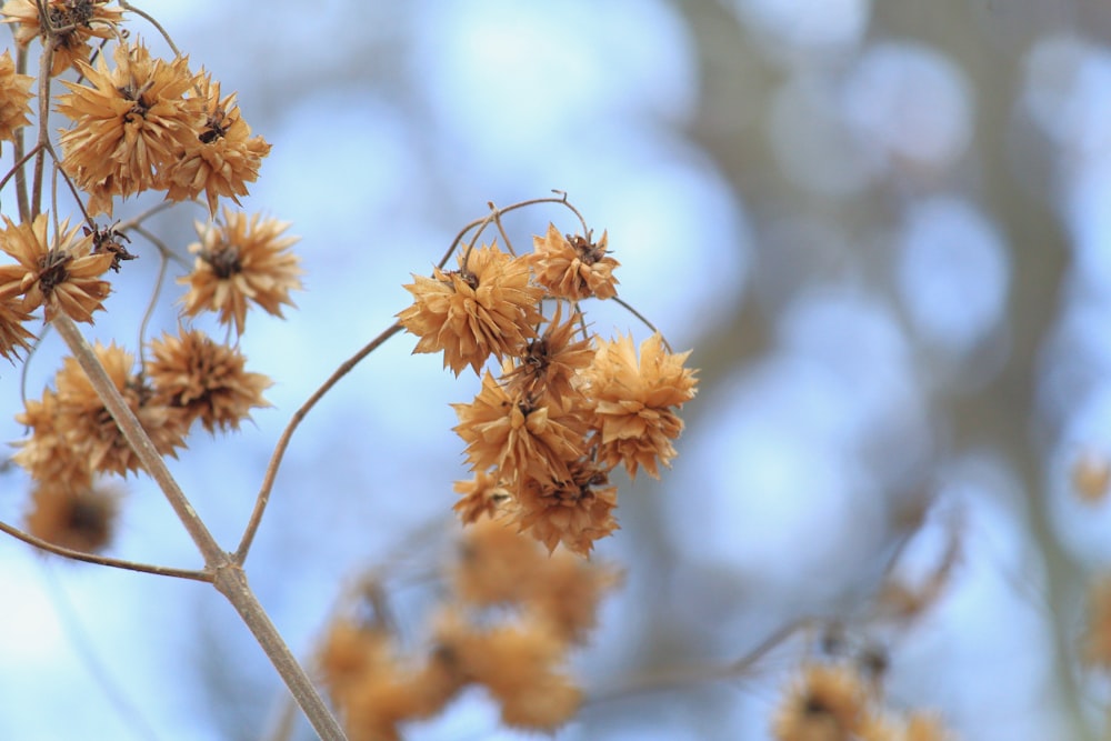 a close up of a plant with yellow flowers