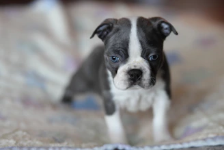 a small black and white dog sitting on top of a bed