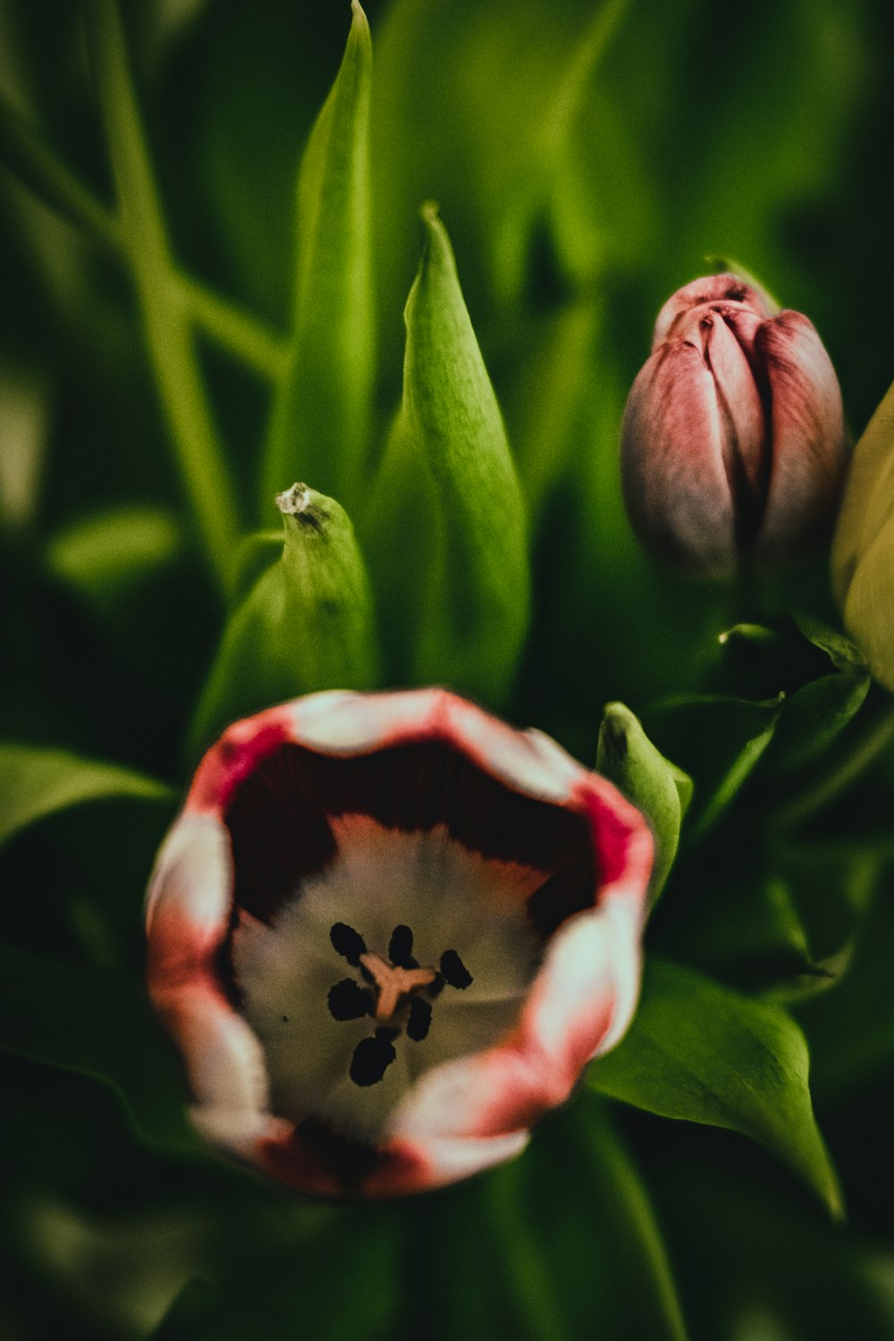 a close up of a flower on a plant