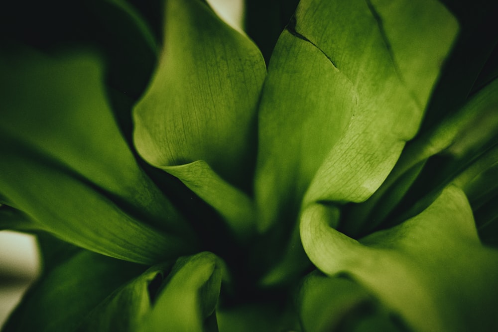 a close up of a plant with green leaves