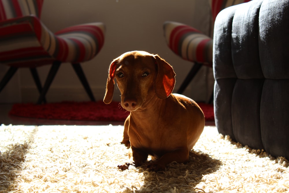 a brown dog sitting on top of a carpet next to a chair