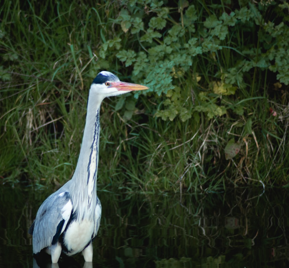 a blue and white bird standing in a body of water