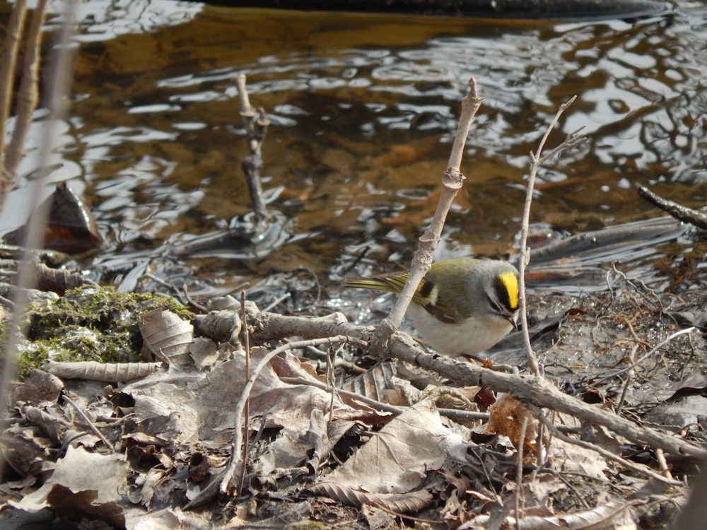 a small bird standing on the ground next to a body of water