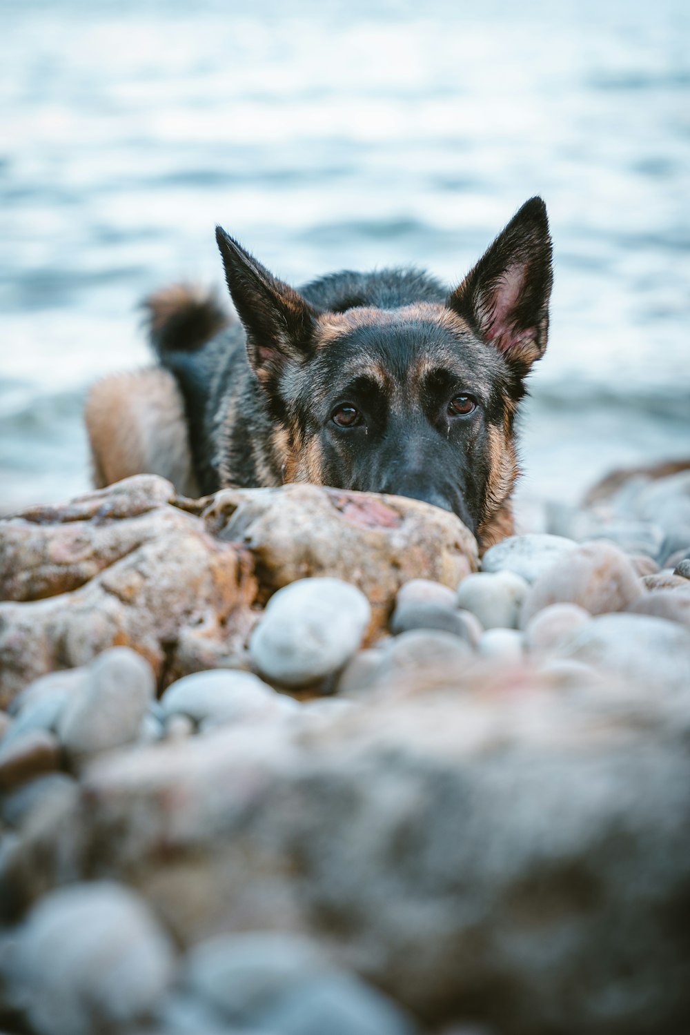 a dog is laying on the rocks by the water