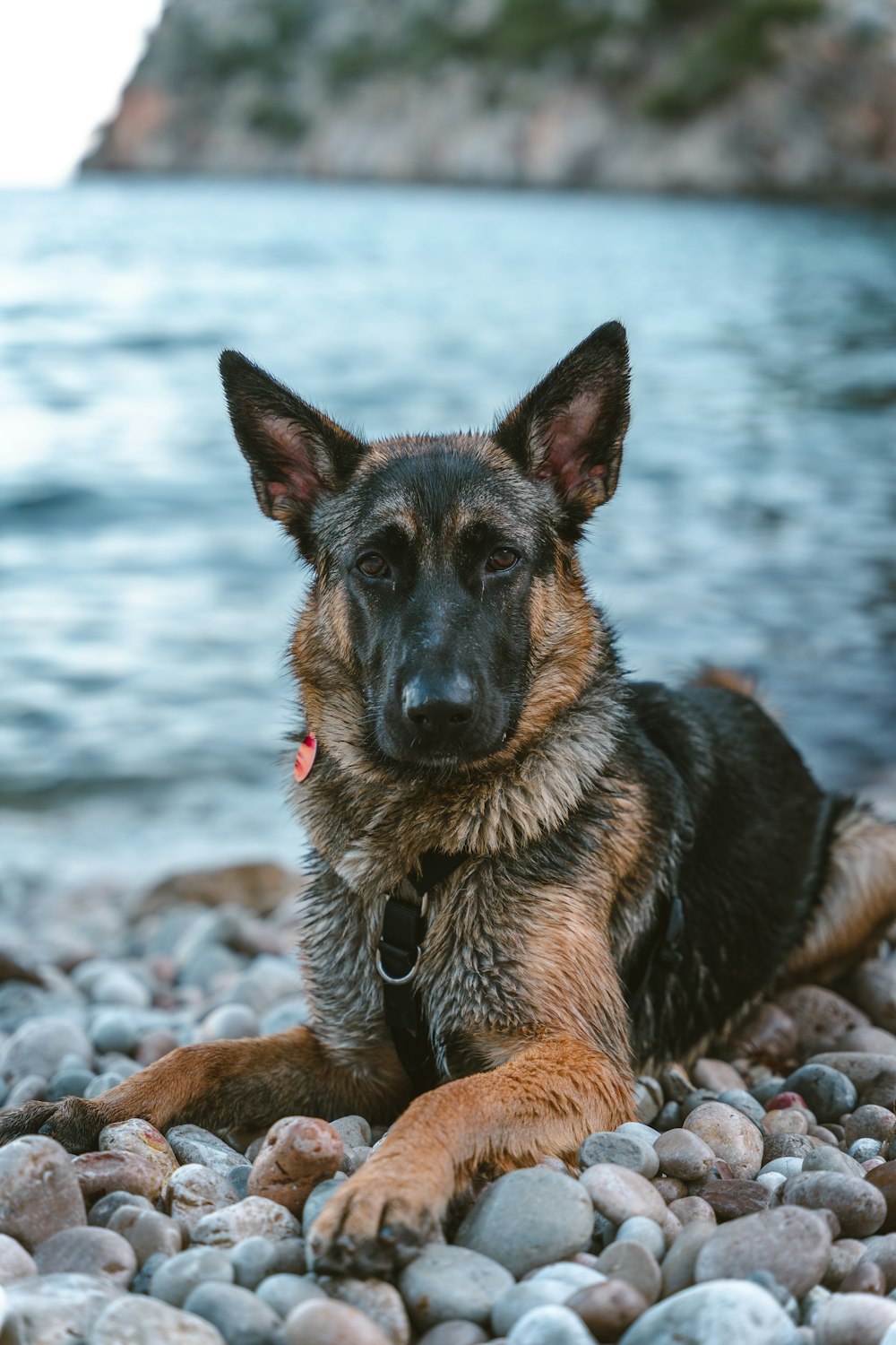 a dog laying on a rocky beach next to a body of water