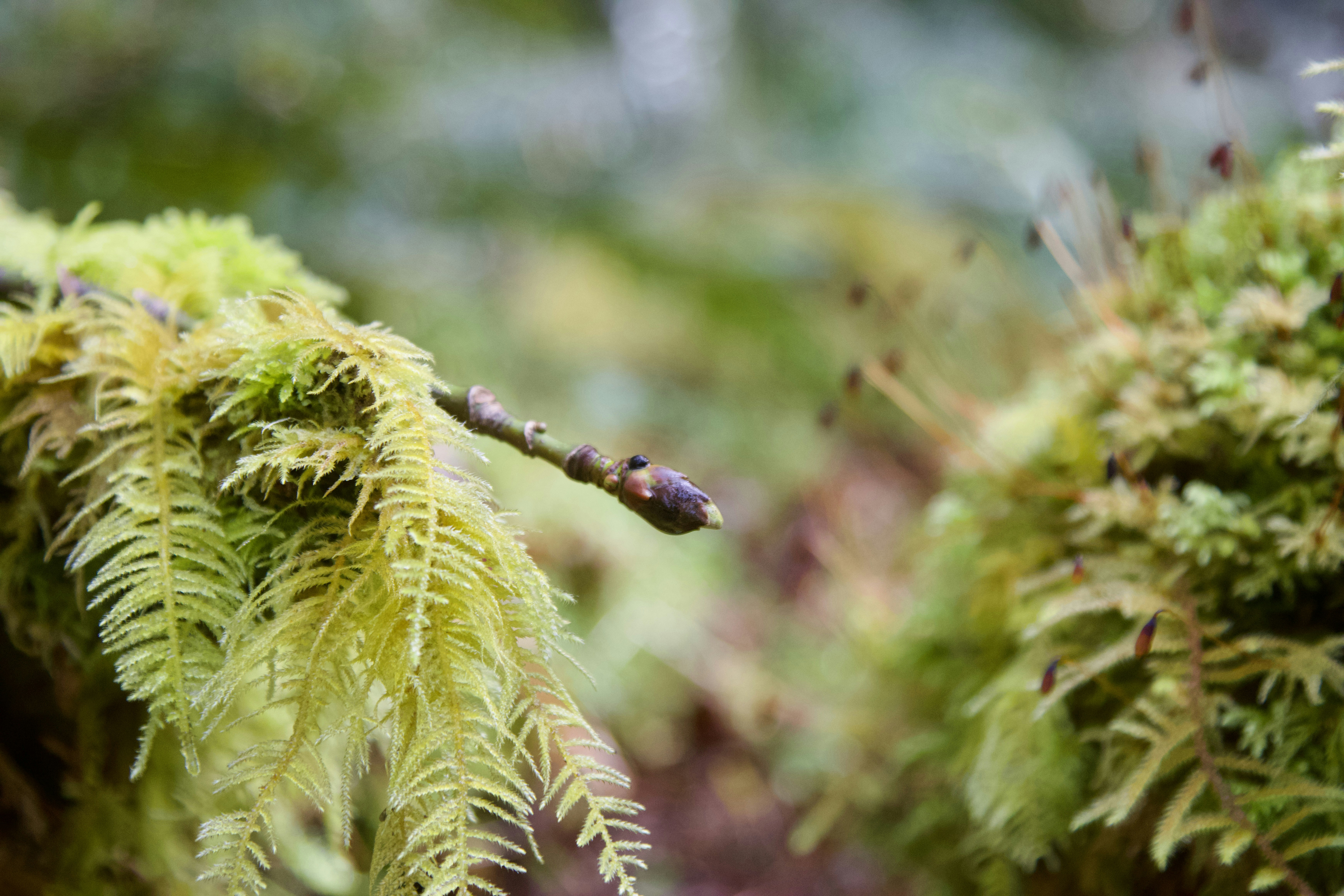 Elegant Kokedama Sphere