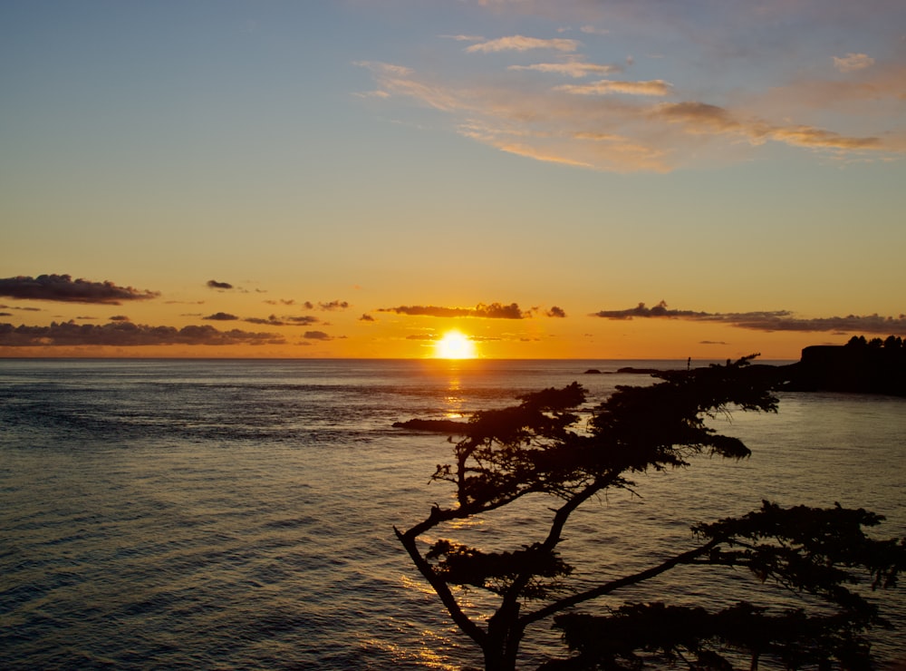 the sun is setting over the ocean with a tree in the foreground