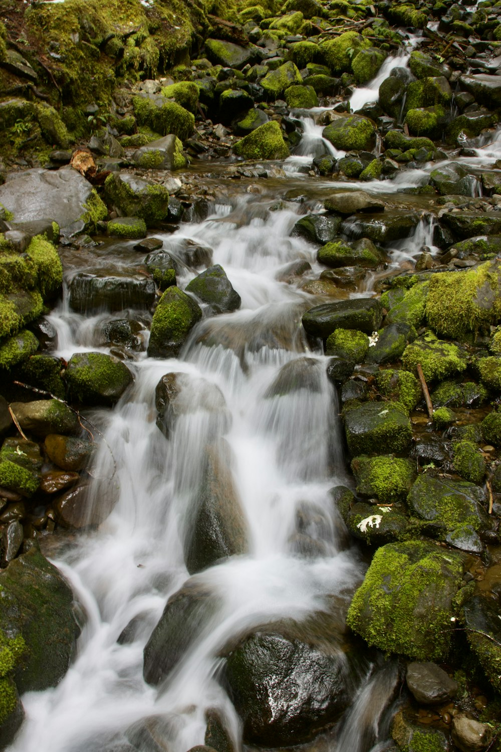 a stream of water running through a lush green forest