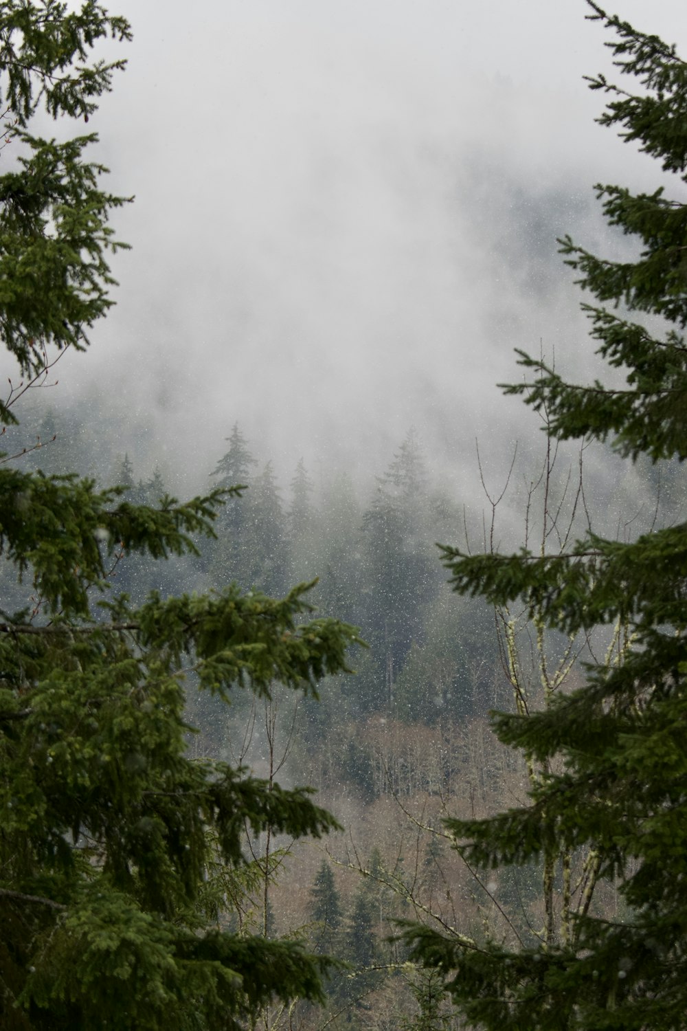 a foggy forest with trees in the foreground