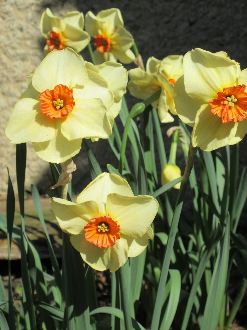 a group of yellow flowers with orange centers