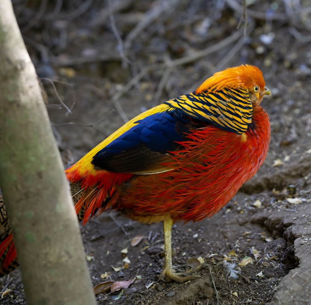 a colorful bird standing next to a tree