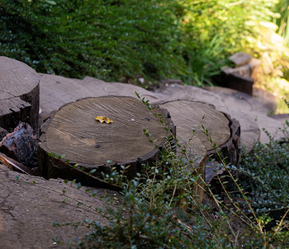 a piece of wood sitting on top of a lush green field