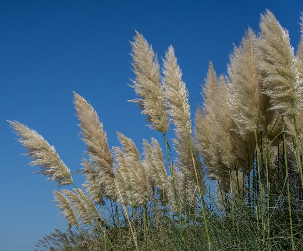 a bunch of tall grass blowing in the wind