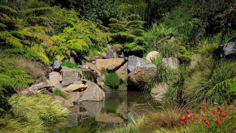 a pond surrounded by green plants and rocks