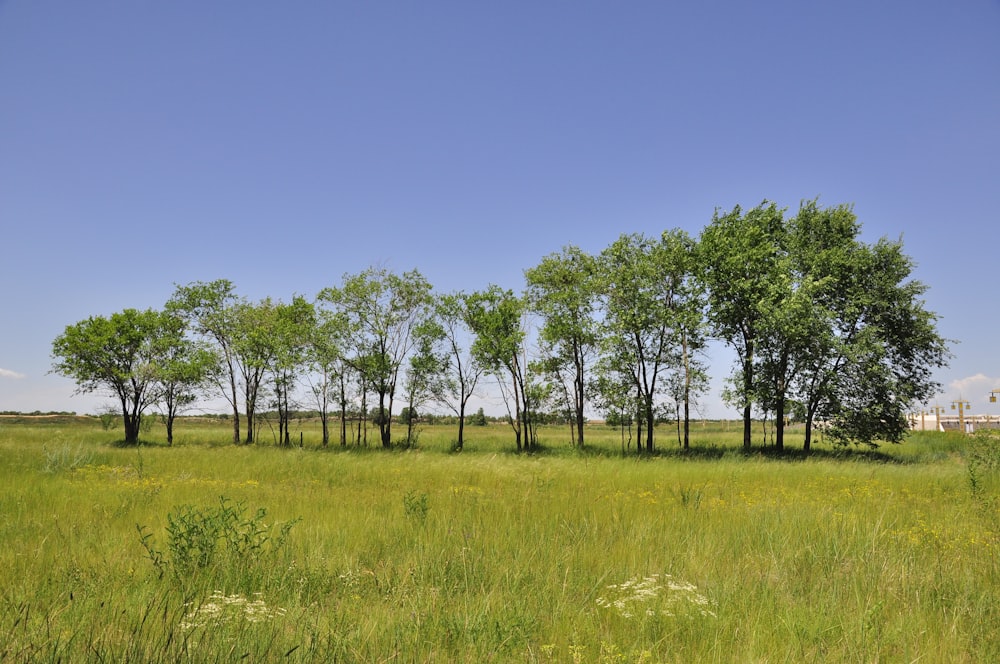 ein grasbewachsenes Feld mit Bäumen in der Ferne