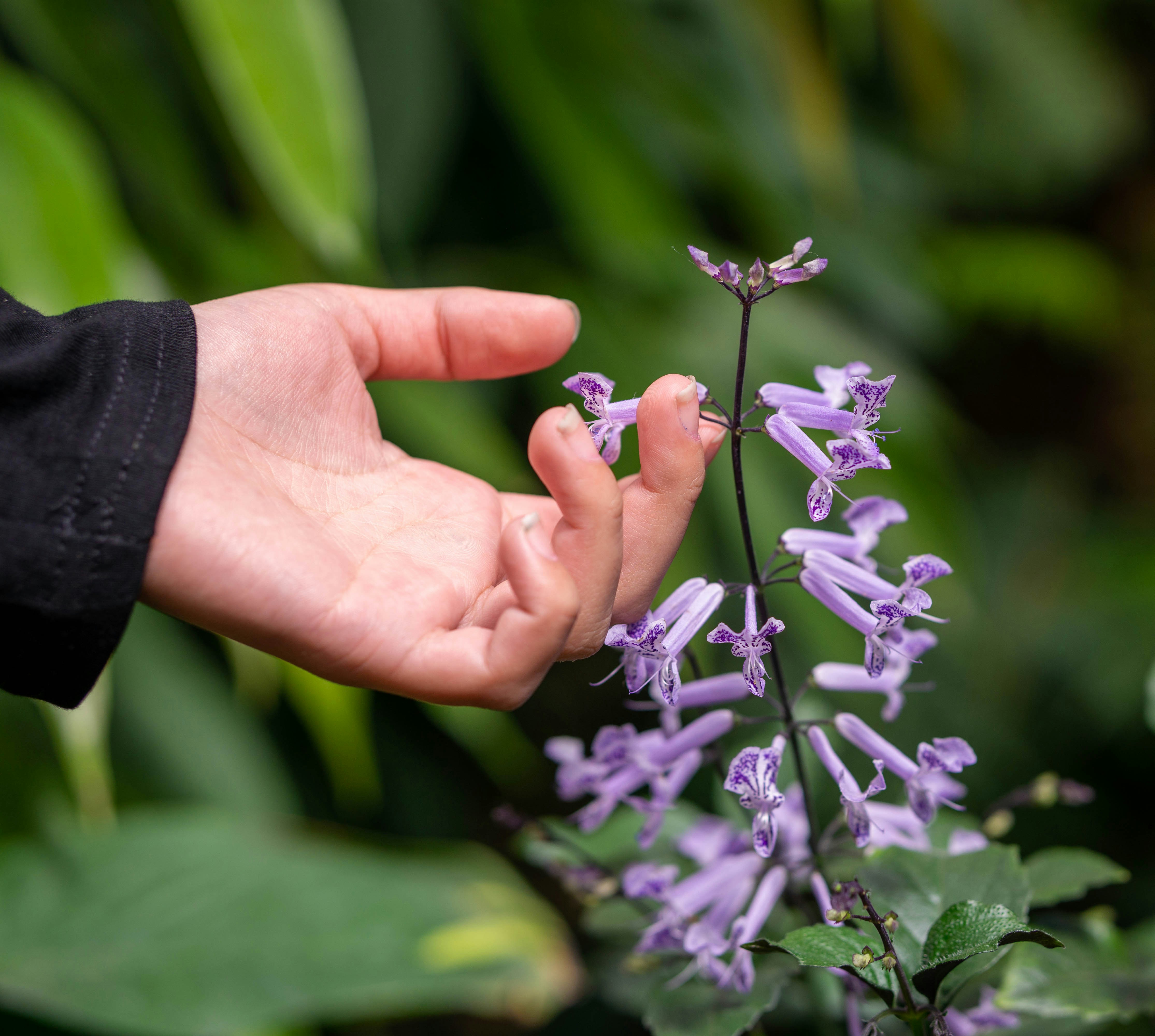 a person holding a flower in their hand