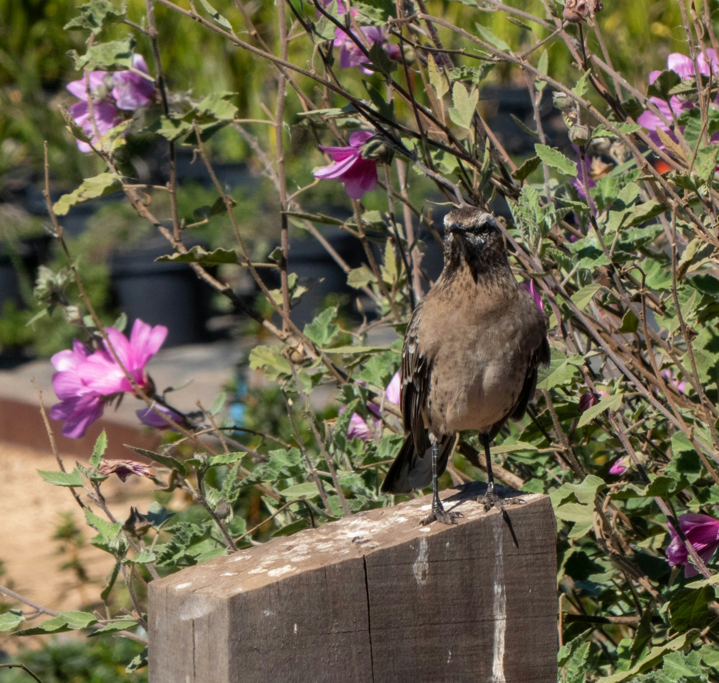 a bird is perched on a wooden post