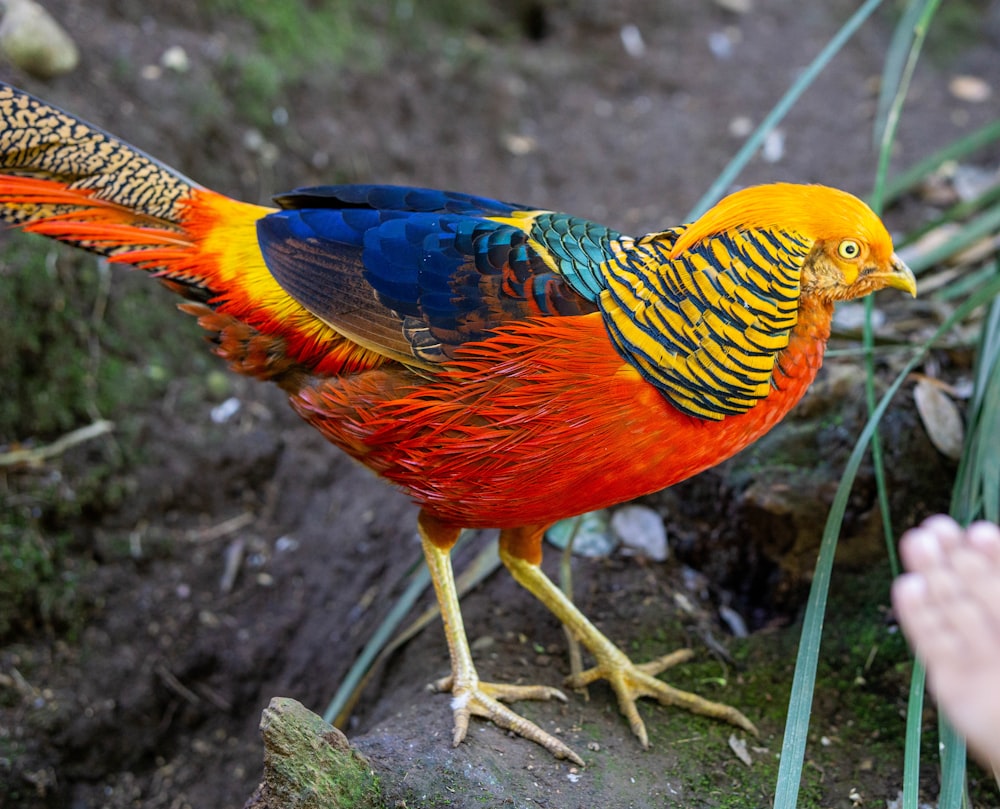 a colorful bird standing on top of a dirt field
