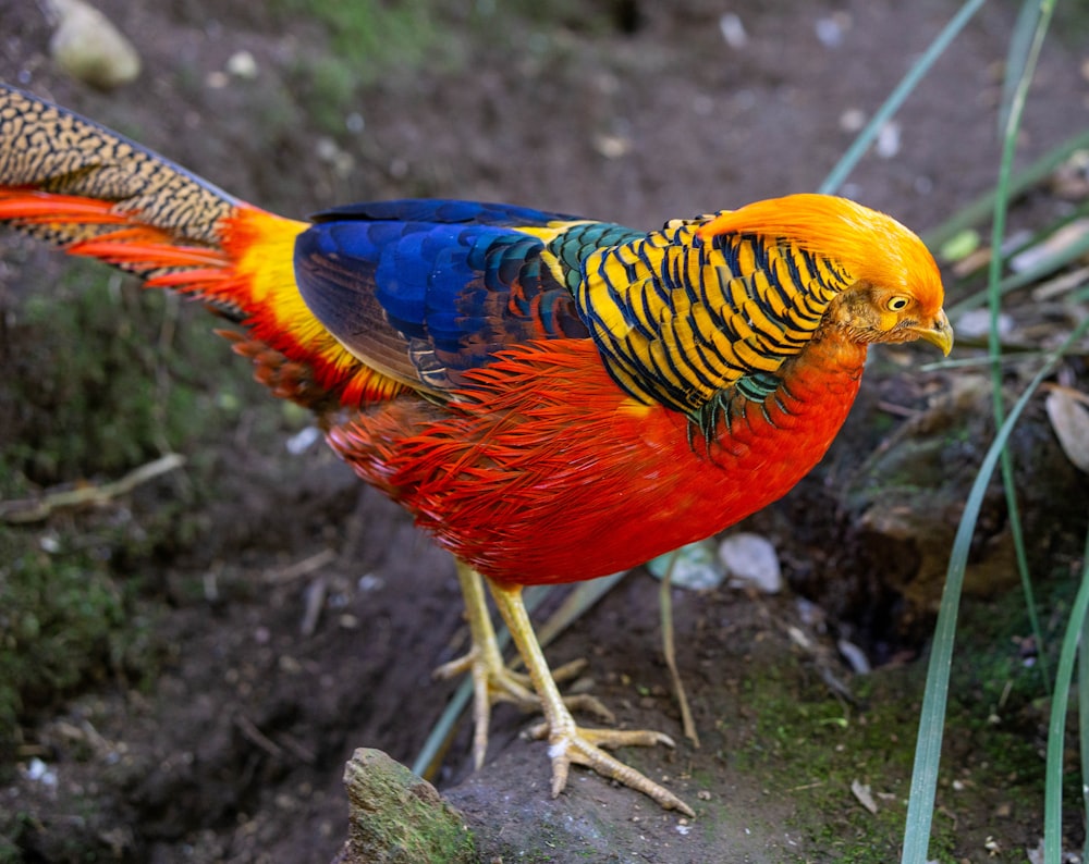 a colorful bird standing on top of a dirt field