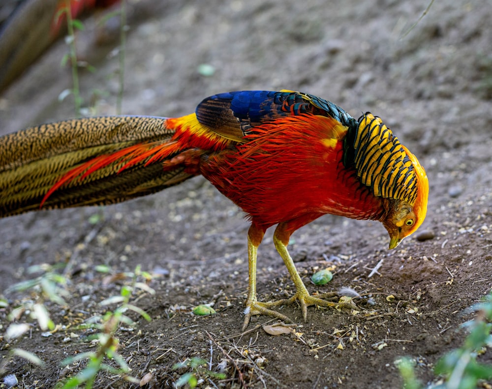 a colorful bird is standing on the ground