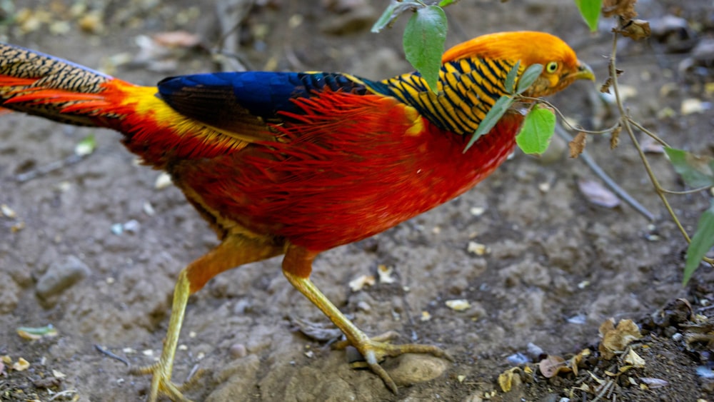 a colorful bird walking across a dirt field