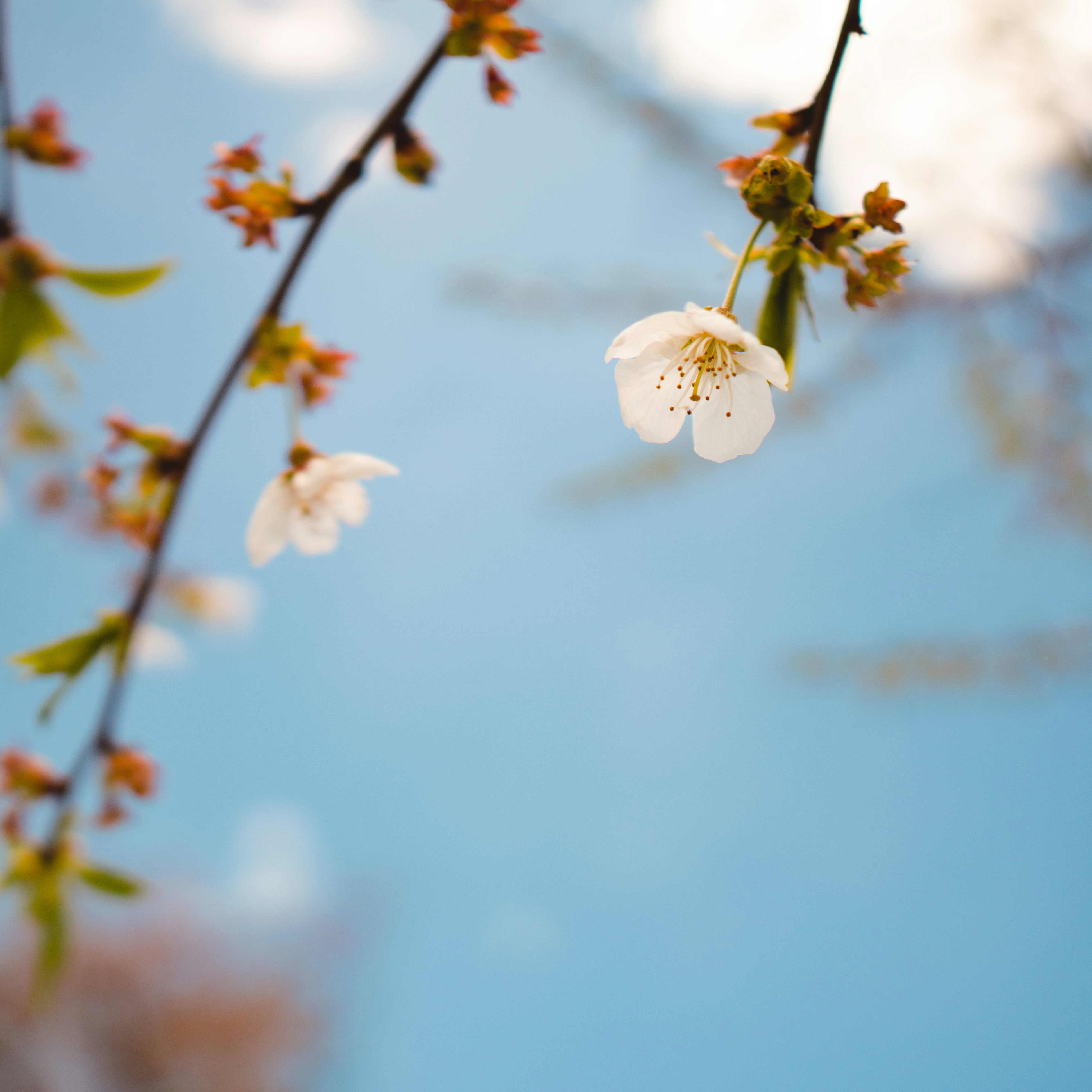 Photo by emmanuelphaeton