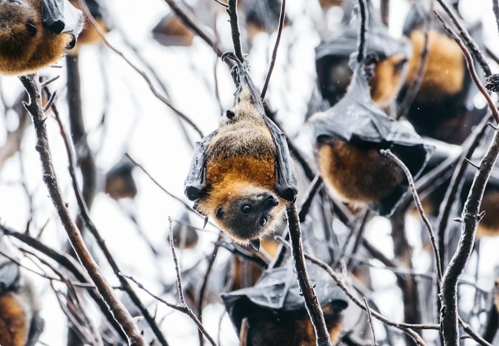 a bunch of bats hanging from a tree