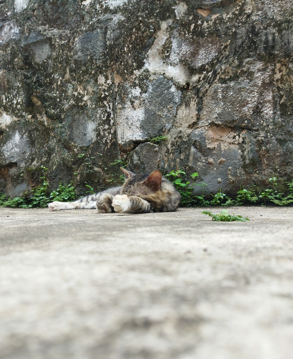 a cat that is laying down on the ground