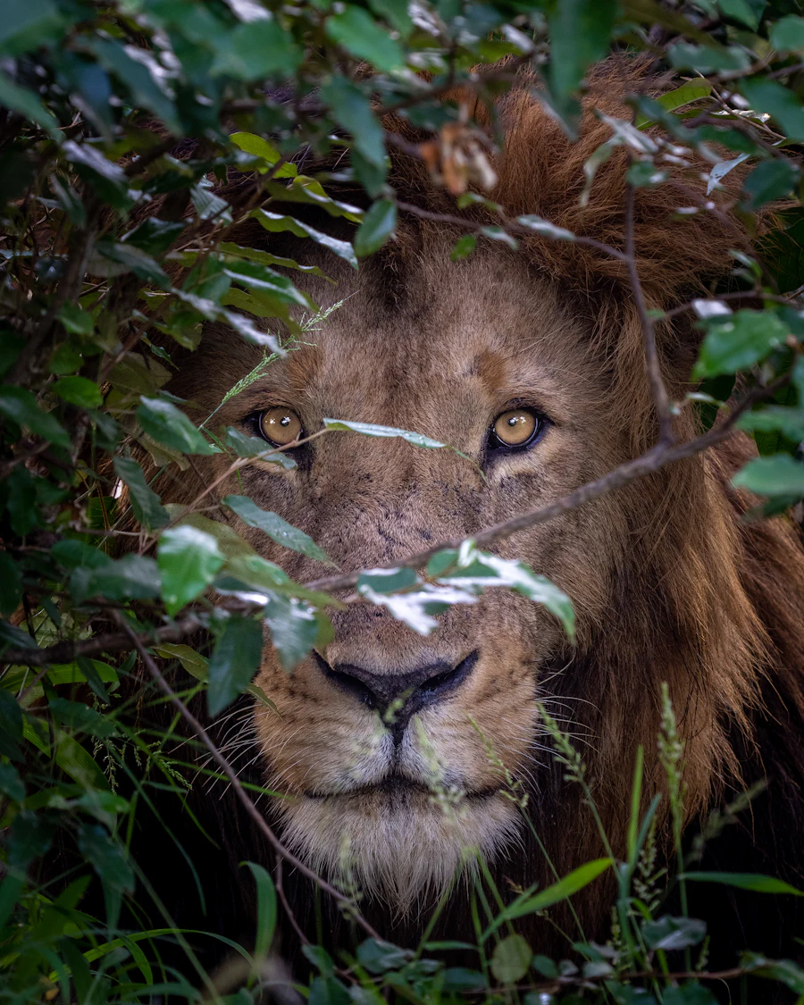 Lions at dawn