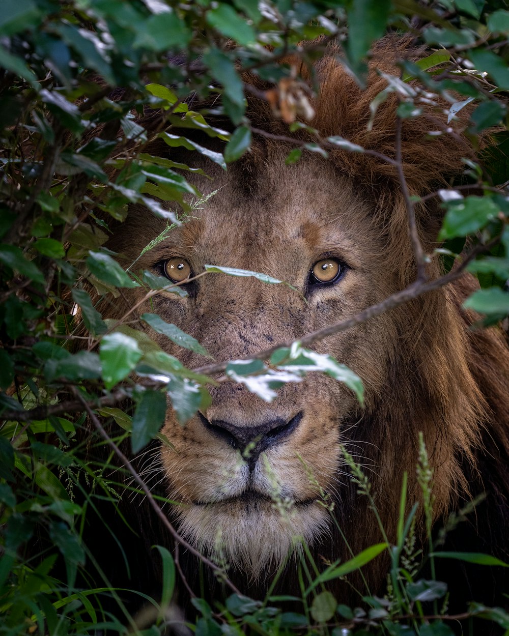 a close up of a lion in a tree